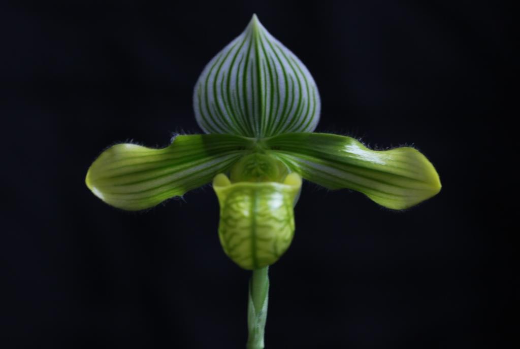 Paphiopedilum venustum - AM/AOC