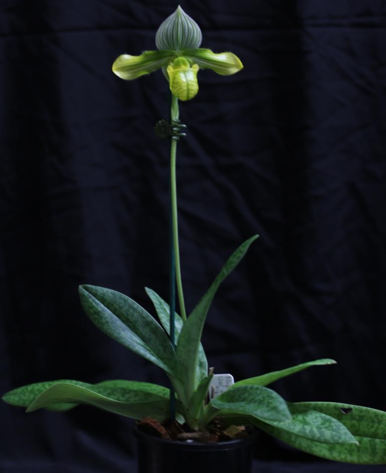 Paphiopedilum venustum - photo 2