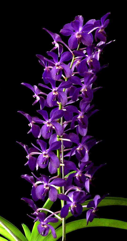 Vanda Sharon Louise