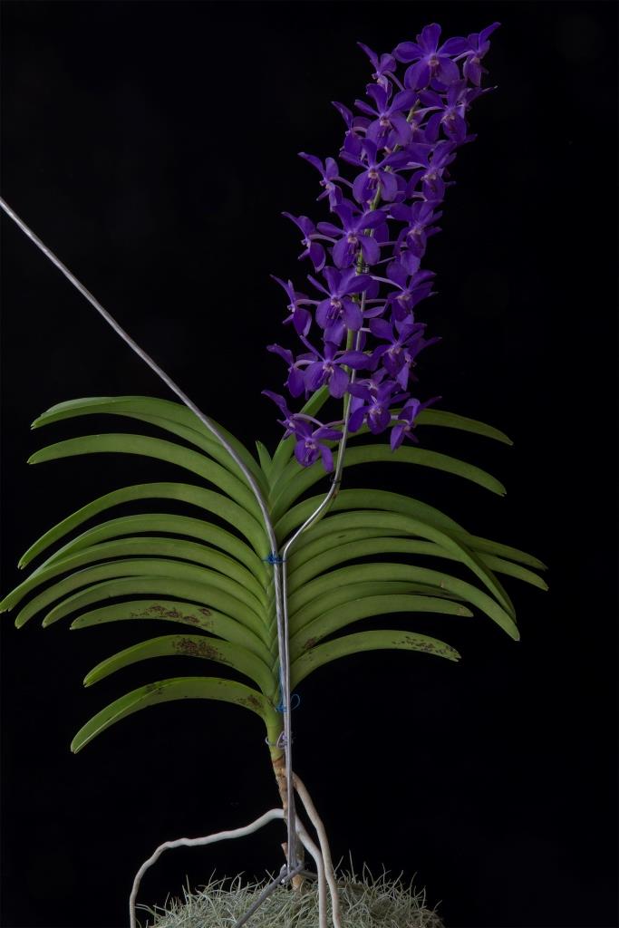 Vanda Sharon Louise - photo 2