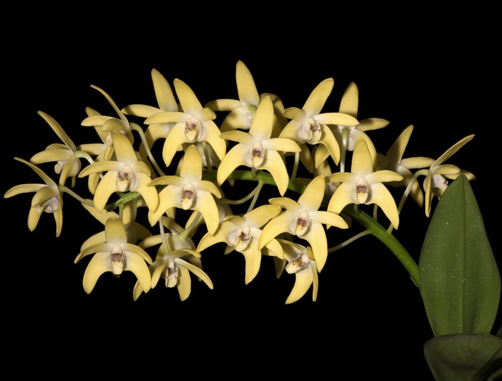 Dendrobium Bandon Grove - photo 2