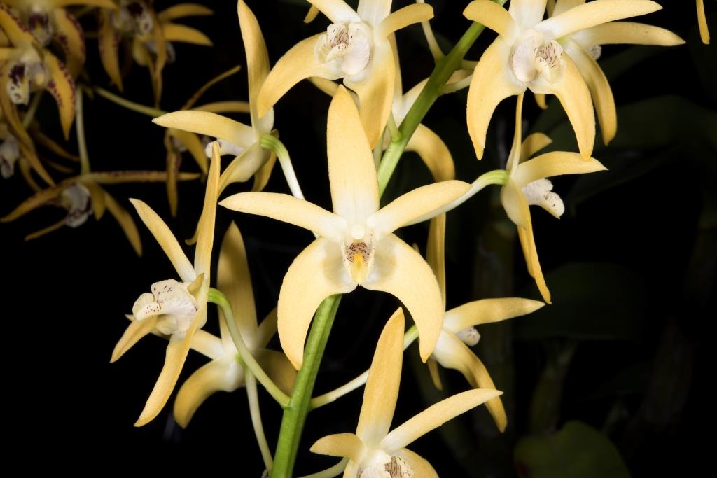 Dendrobium Dingadee - HCC/AOC