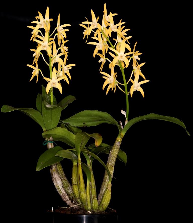 Dendrobium Dingadee - photo 2