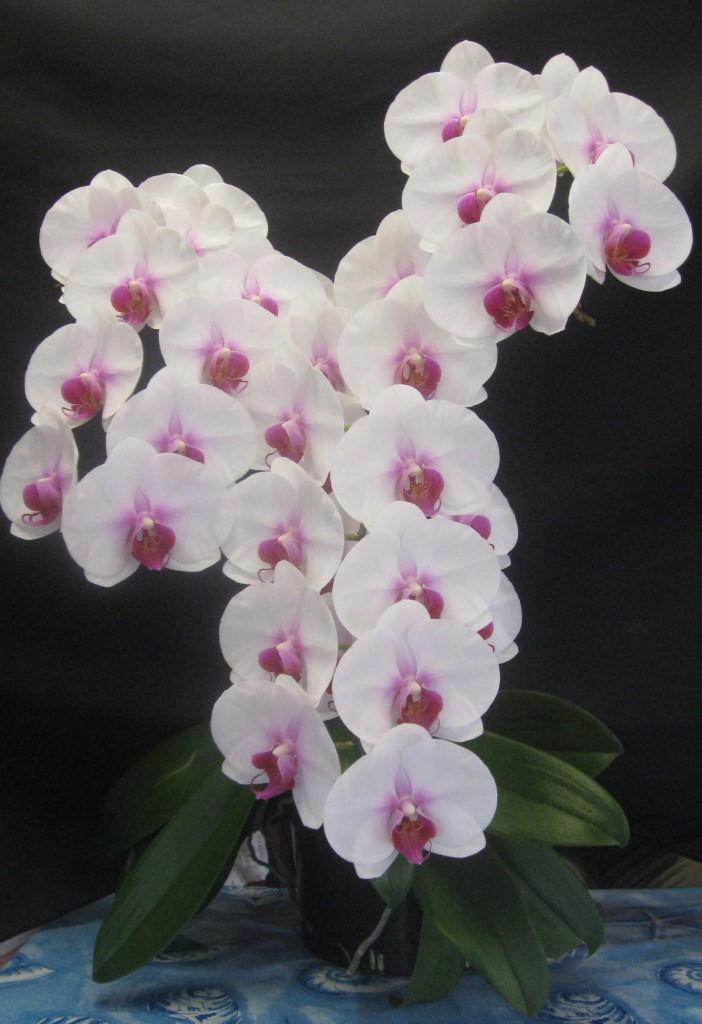 Phal Hsinying Mount