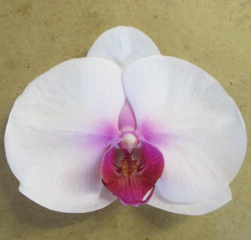 Phalaenopsis Hsinying Mount - photo 2