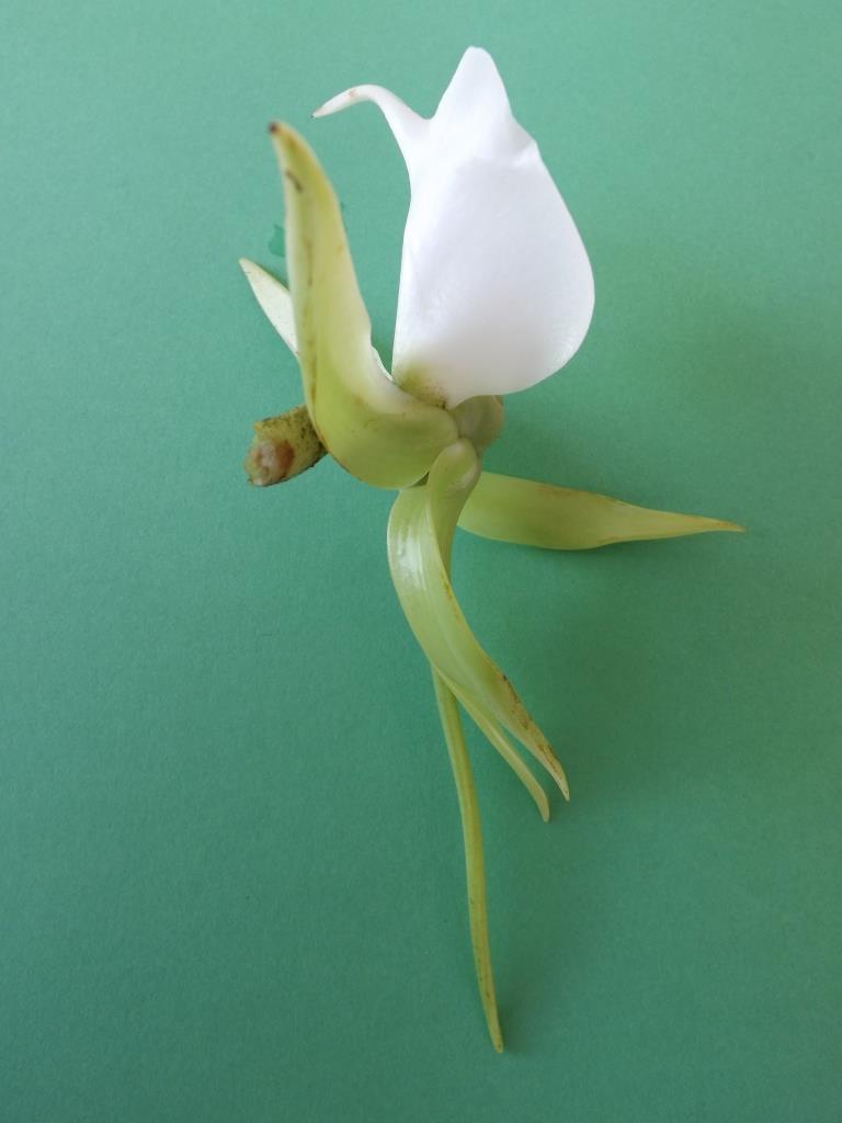 Angraecum eburneum subsp. superbum