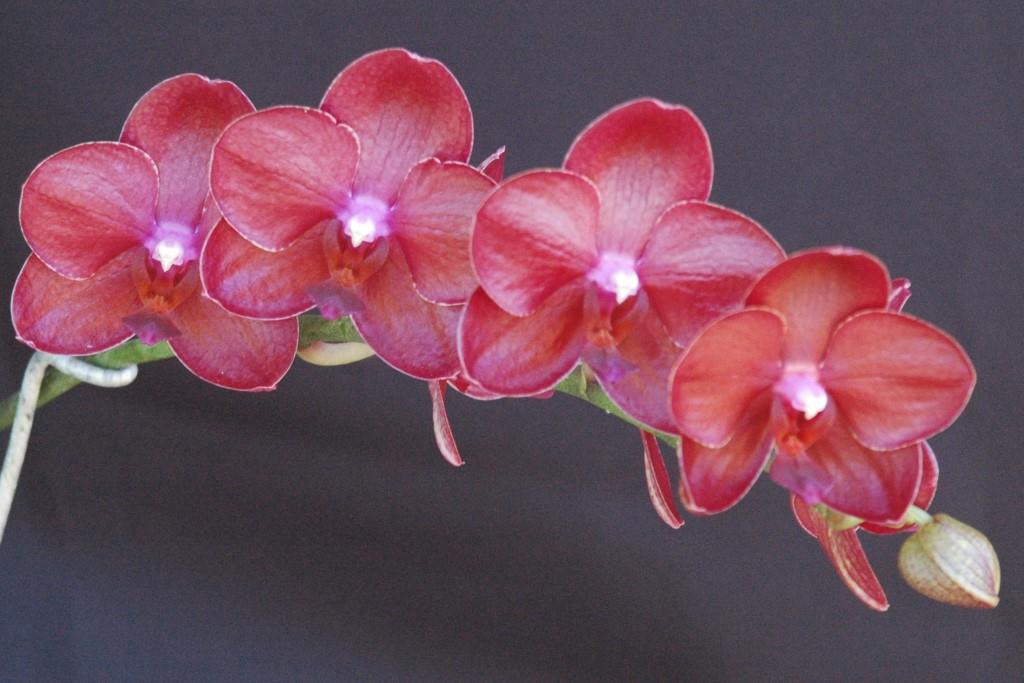 Phalaenopsis Golden Sun