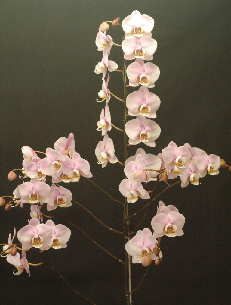 Phalaenopsis Alexandra England