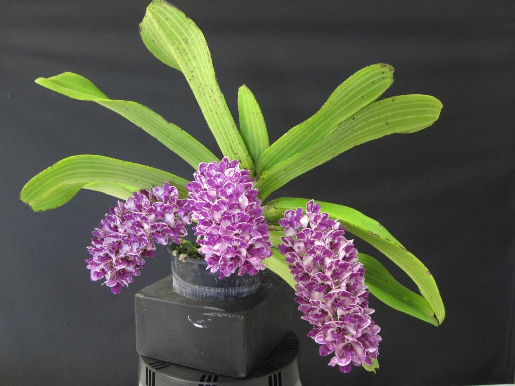 Rhynchostylis gigantea - AM/AOC