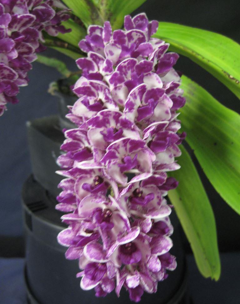 Rhynchostylis gigantea - photo 2