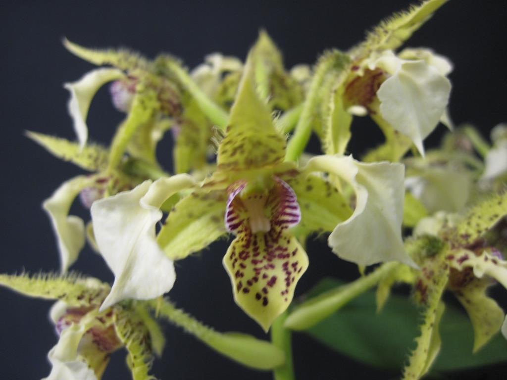 Dendrobium Neifert's Exception - HCC/AOC