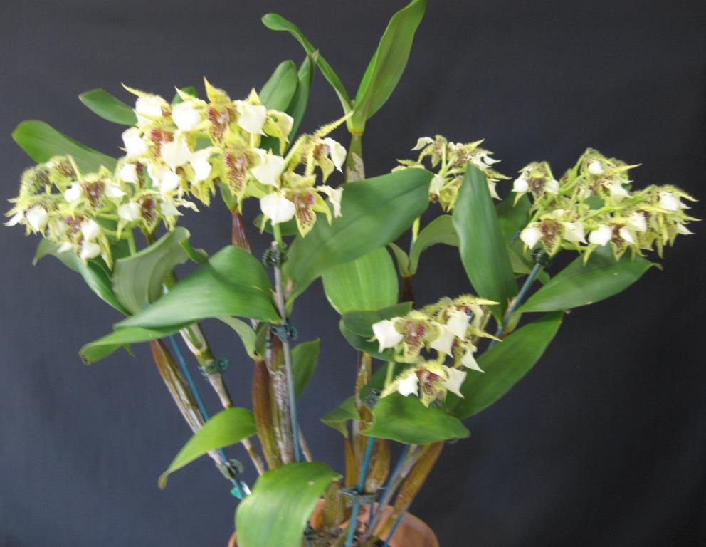Dendrobium Neifert's Exception - photo 2