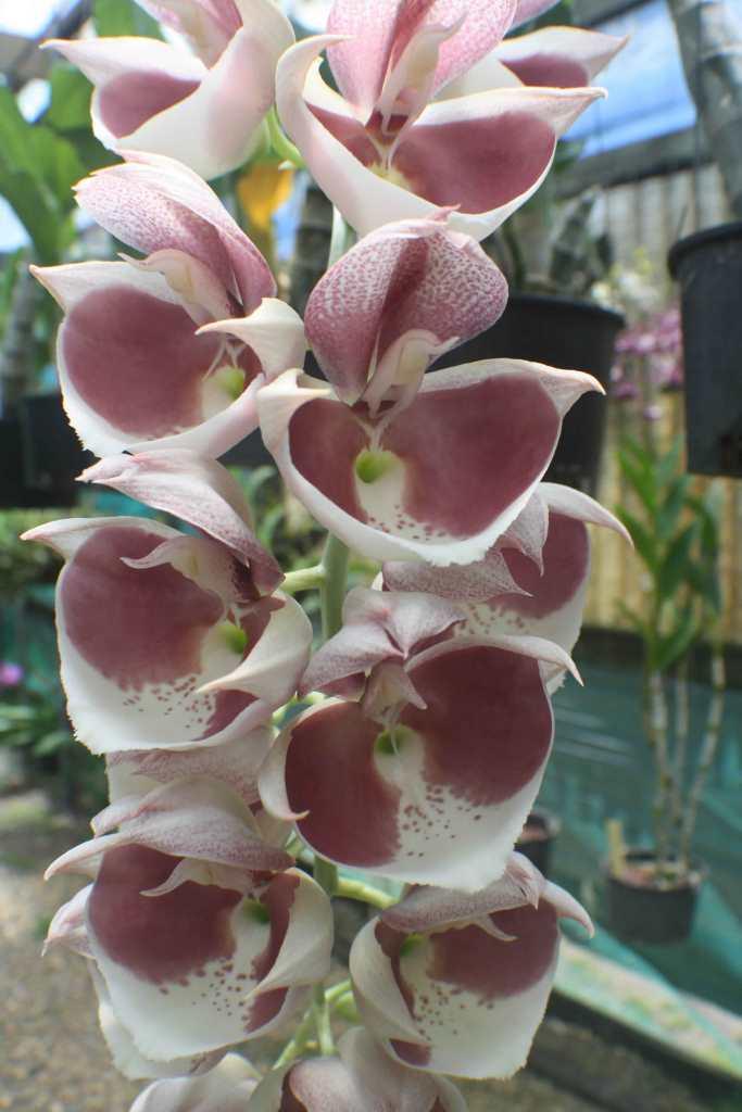 Catasetum pileatum - photo 2