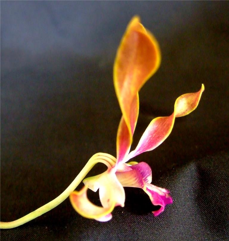 Dendrobium Jaydee Jim