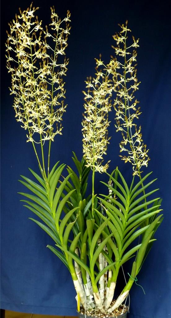 Dendrobium Jaydee Jim - photo 2