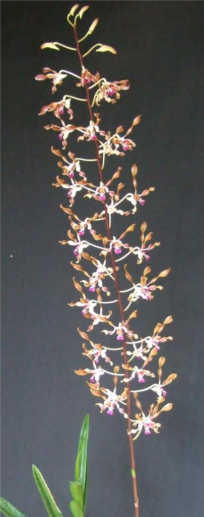 Dendrobium Fraser's Elite Dragon - photo 2