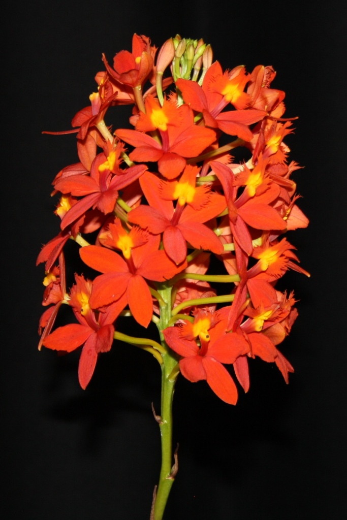 Epidendrum Pacific Sizzle
