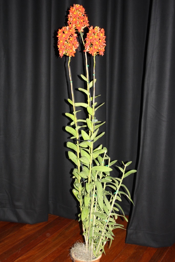 Epidendrum Pacific Sizzle - photo 2