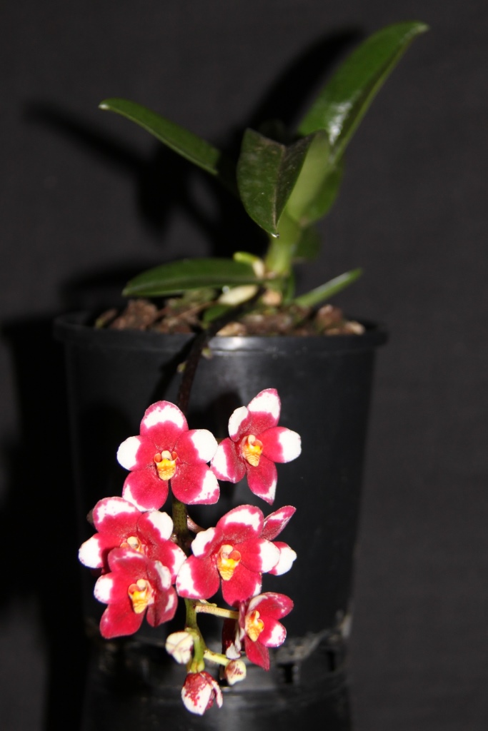 Sarcochilus Allure - HCC/AOC