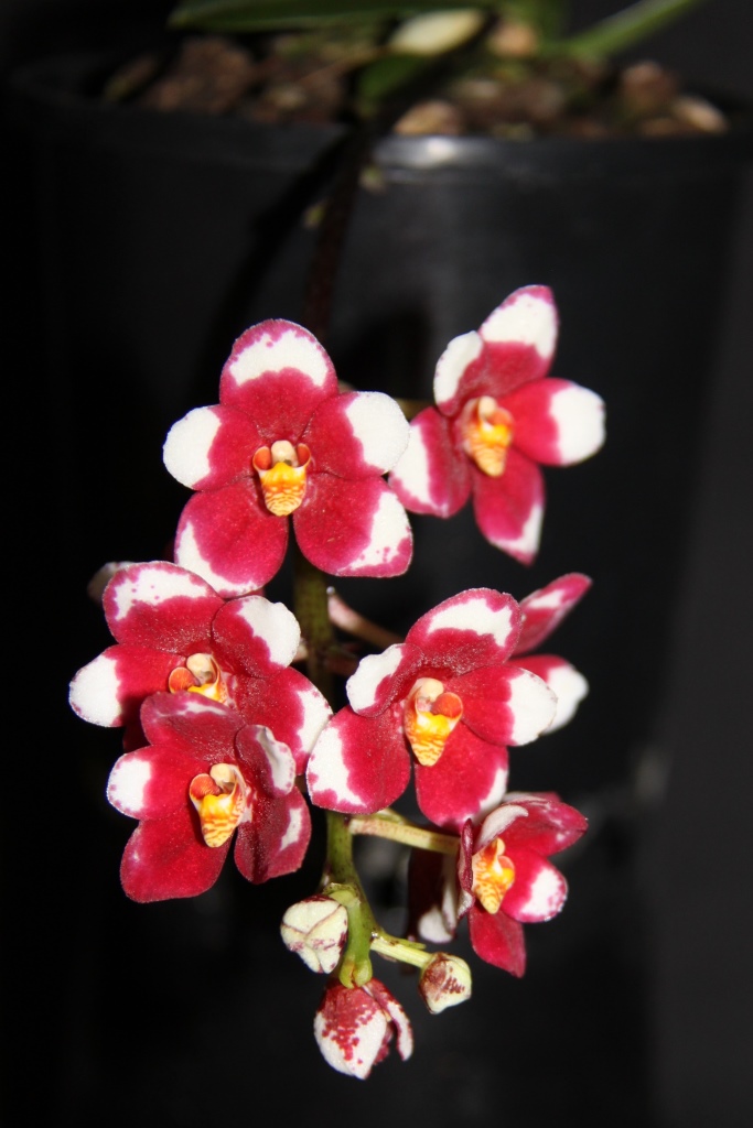 Sarcochilus Allure - photo 2