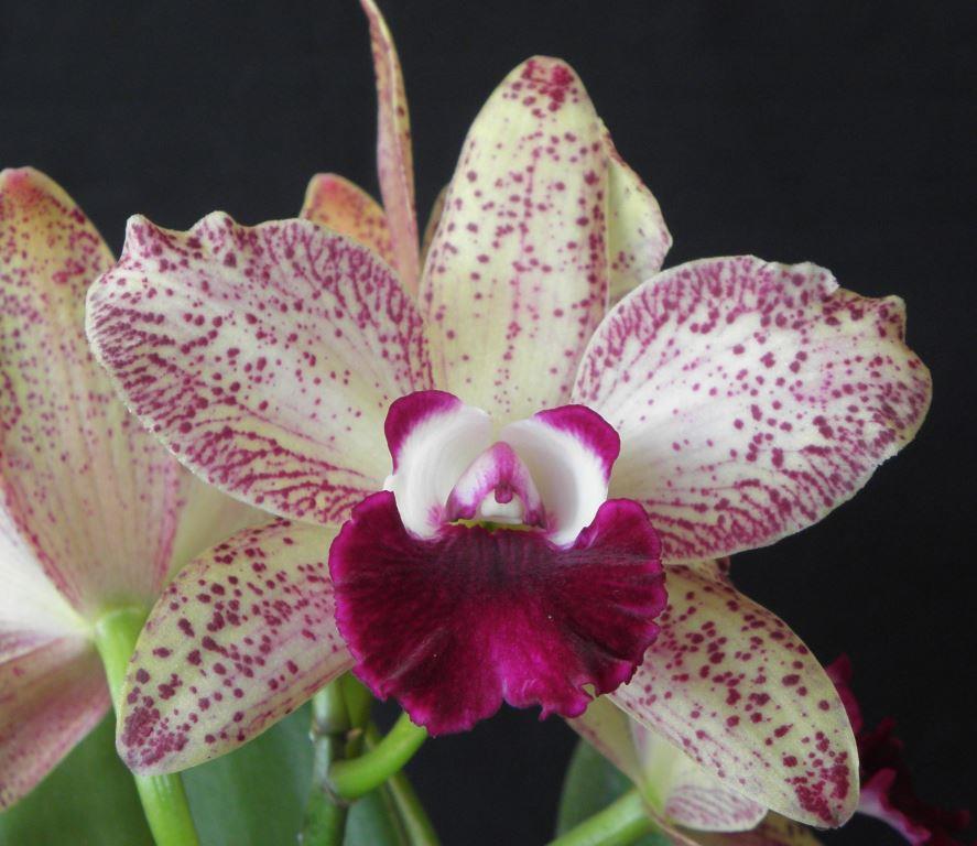 Rhyncattleanthe Jungle Jumbalaya - HCC/AOC