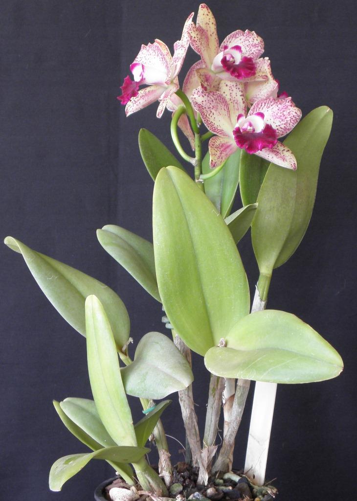 Rhyncattleanthe Jungle Jumbalaya - photo 2