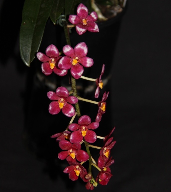 Sarcochilus HIghfields - HCC/AOC