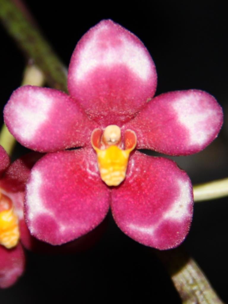 Sarcochilus HIghfields - photo 2