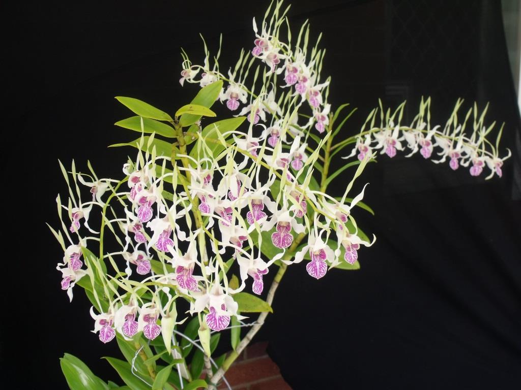 Dendrobium stratiotes