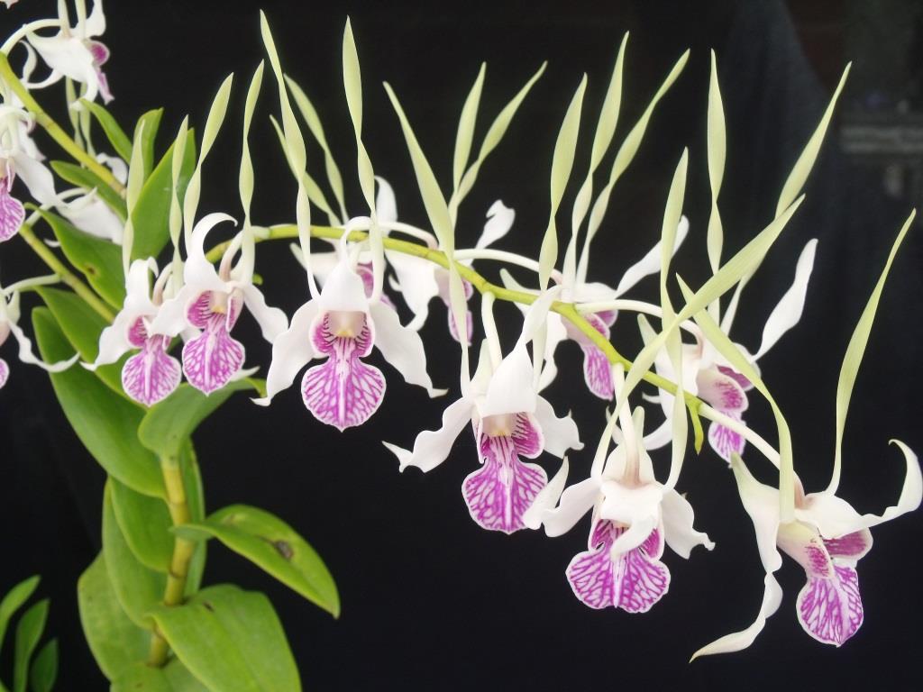 Dendrobium stratiotes - photo 2