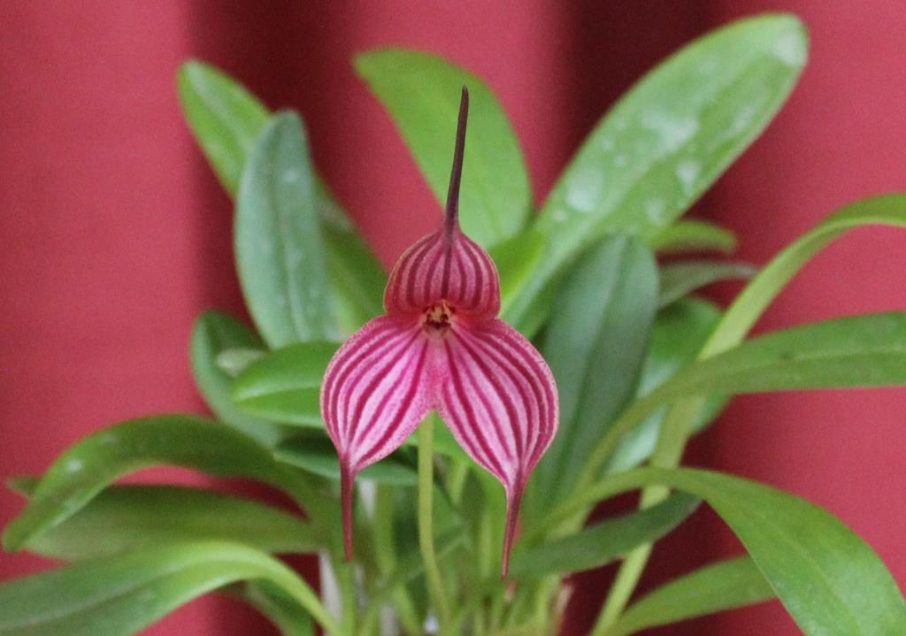 Masd Ada's Leopard 'Steve's Pride'