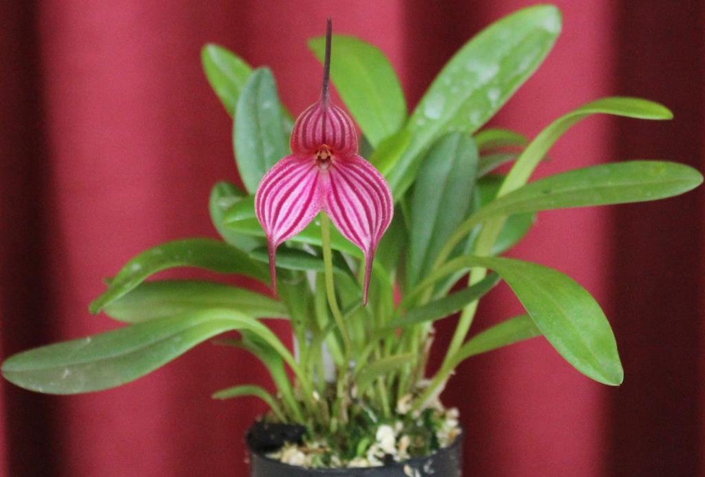 Masdevallia Ada's Leopard 'Steve's Pride' - photo 2