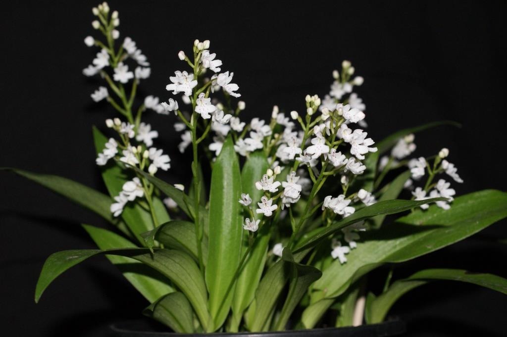Cynorkis compacta - photo 2