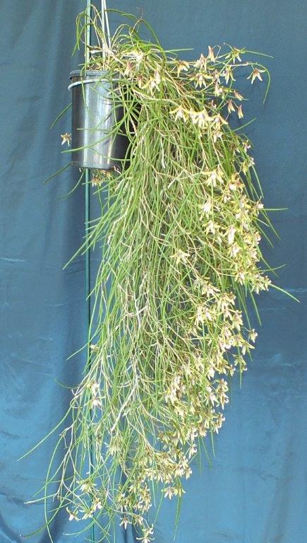 Dendrobium Stephen - photo 2