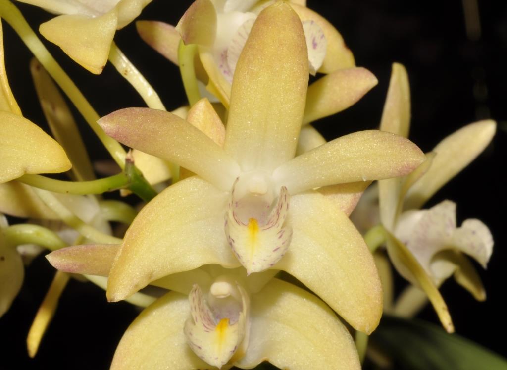 Dendrobium Jesmond Gem - photo 2