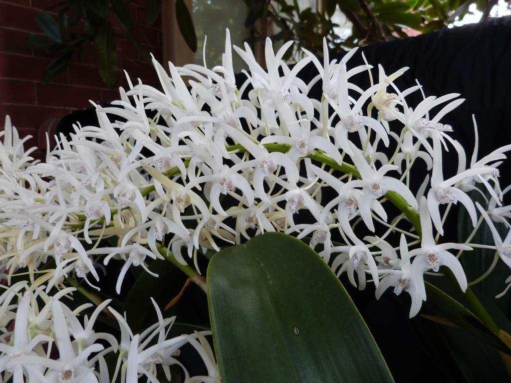 Dendrobium speciosum var. speciosum