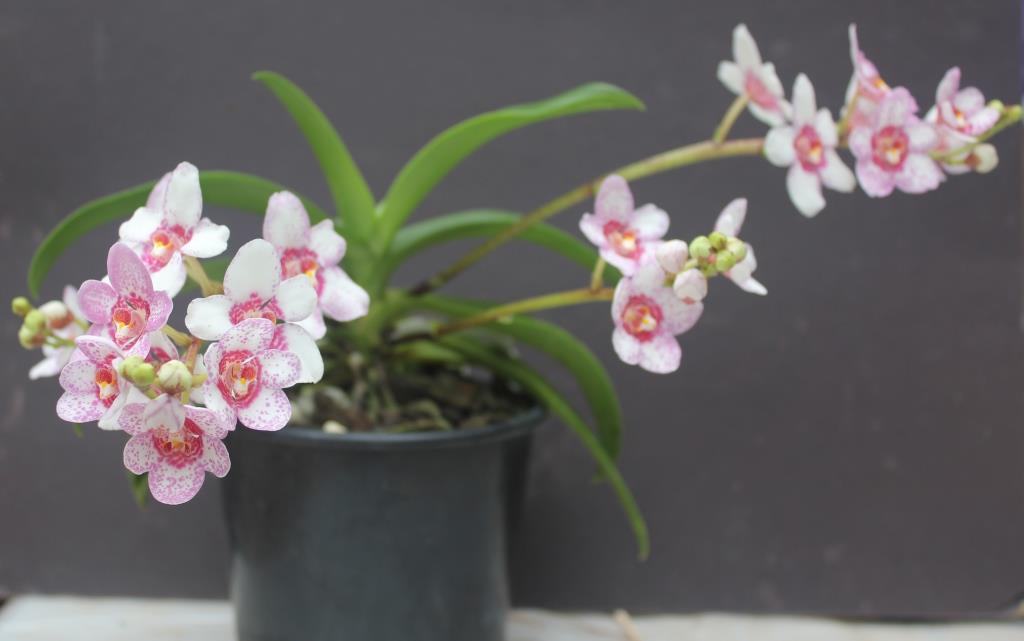 Sarcochilus Judith - photo 2