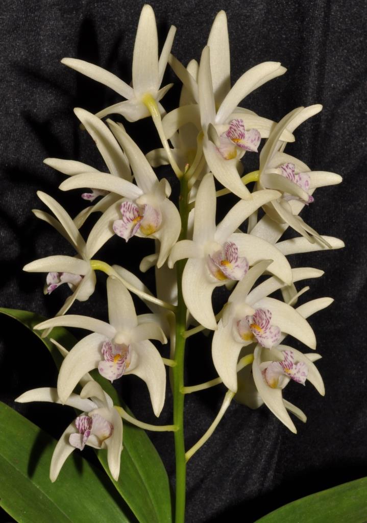 Dendrobium Yarra Star - photo 2