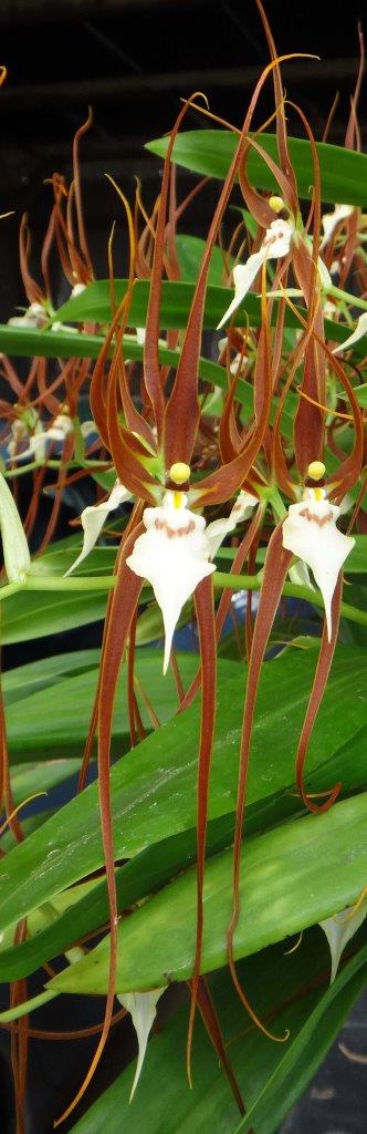 Brassia keiliana