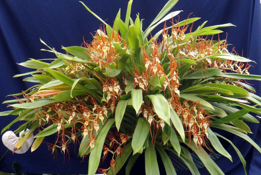 Brassia keiliana - photo 2