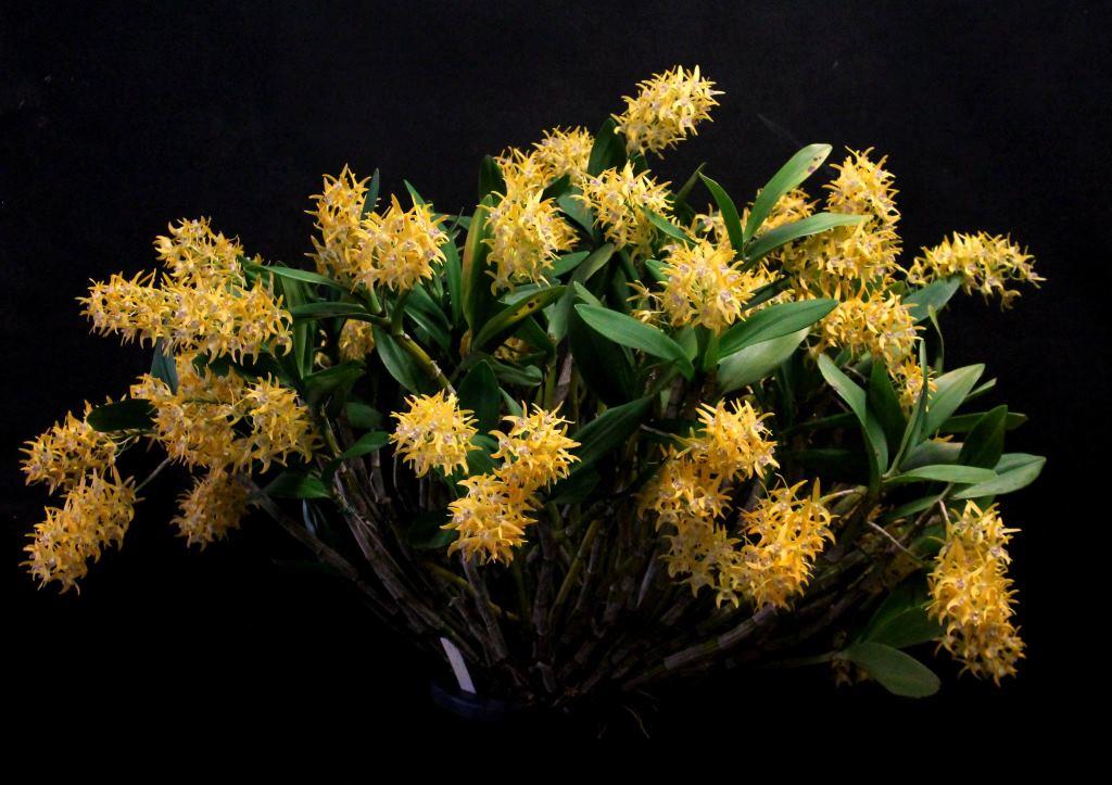 Dendrobium Yellow Venture - photo 2