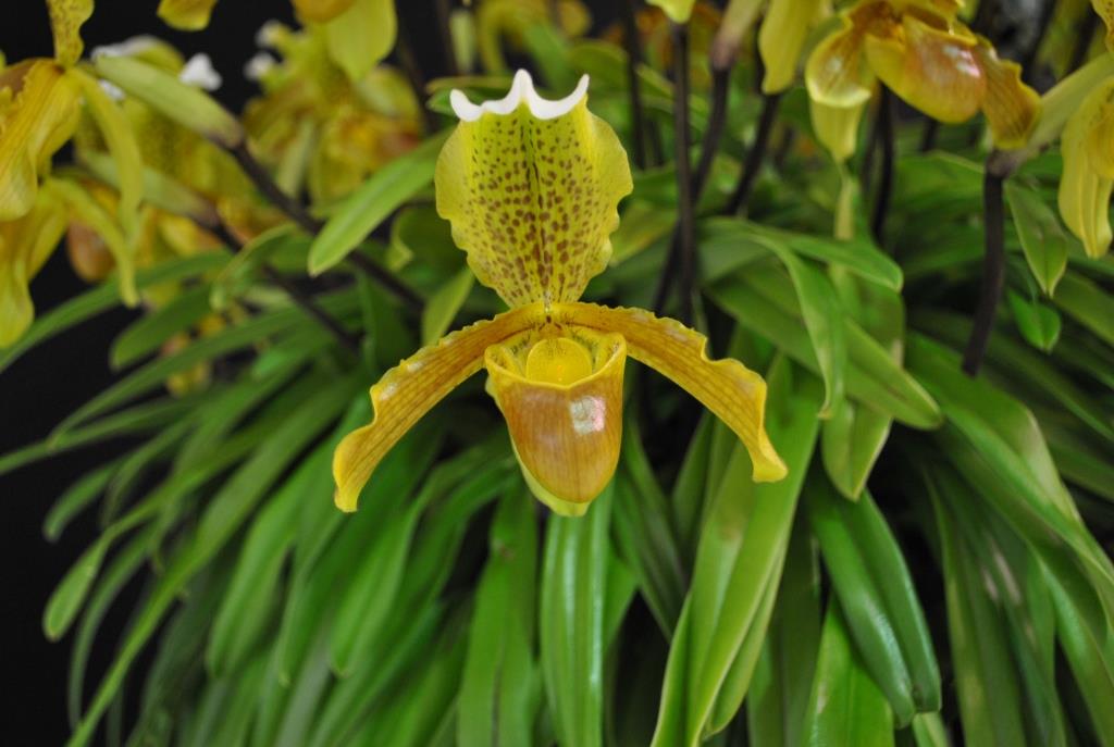 Paphiopedilum insigne