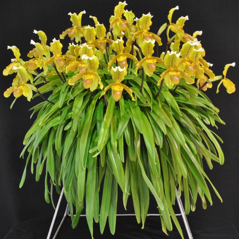 Paphiopedilum insigne - photo 2