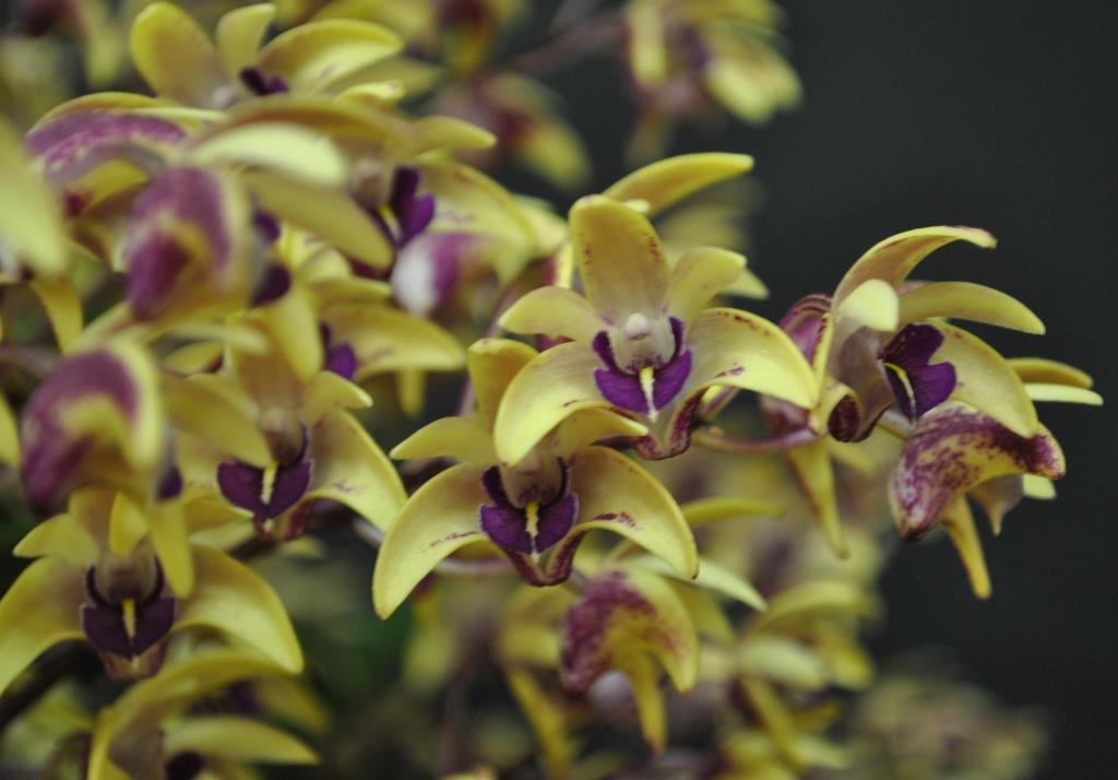 Den Victorian Splendour