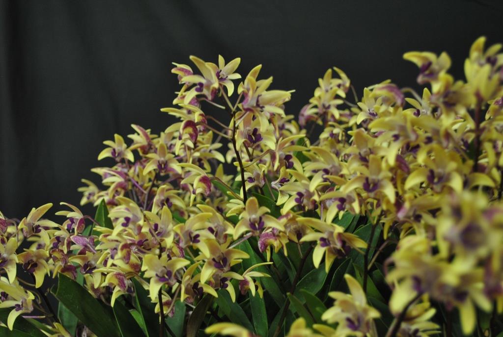 Dendrobium Victorian Splendour - photo 2