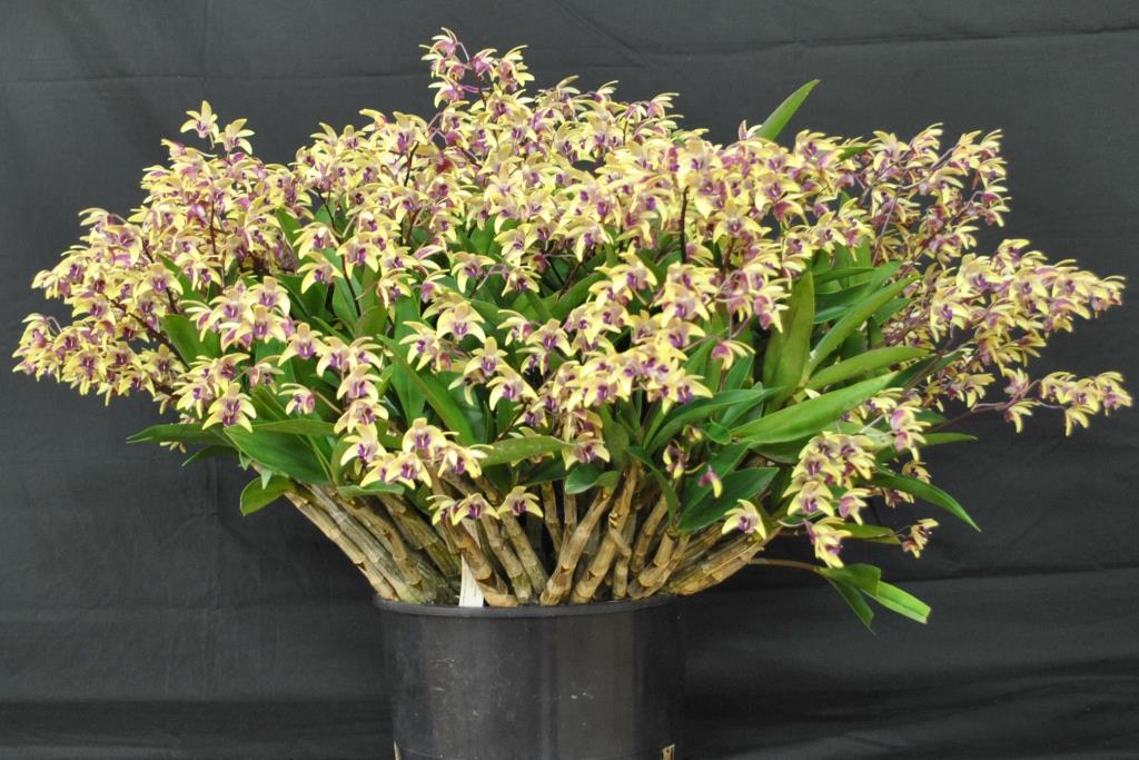 Den Victorian Splendour