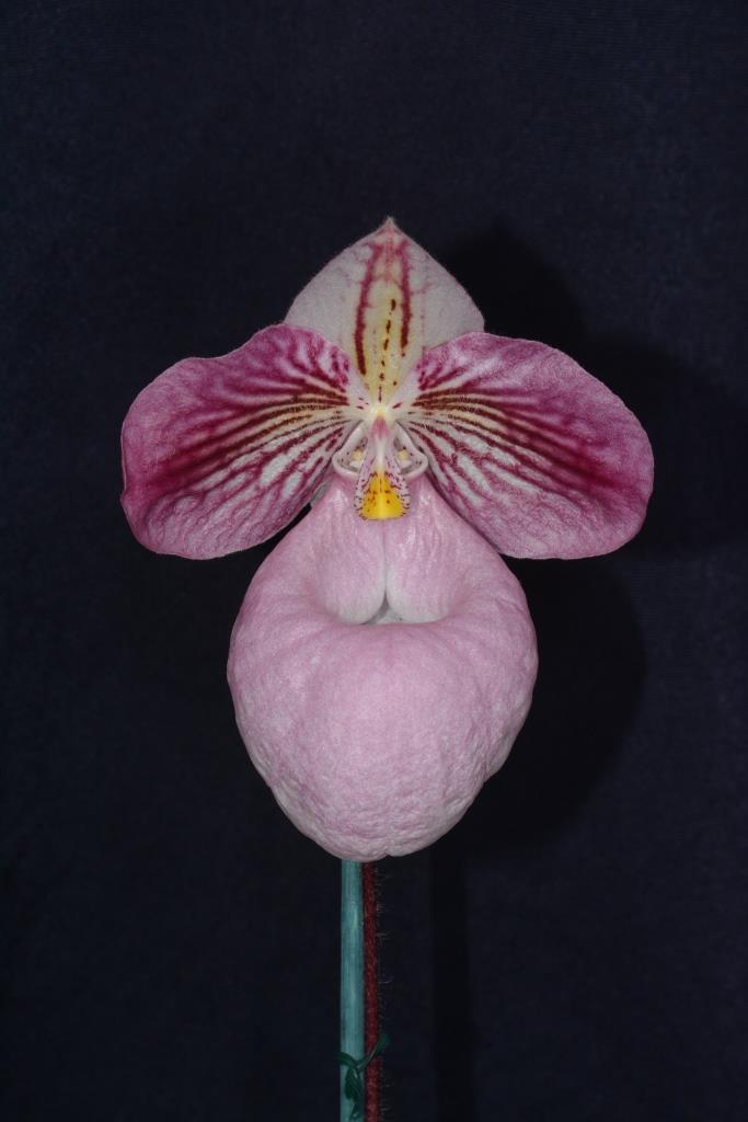 Paphiopedilum micranthum