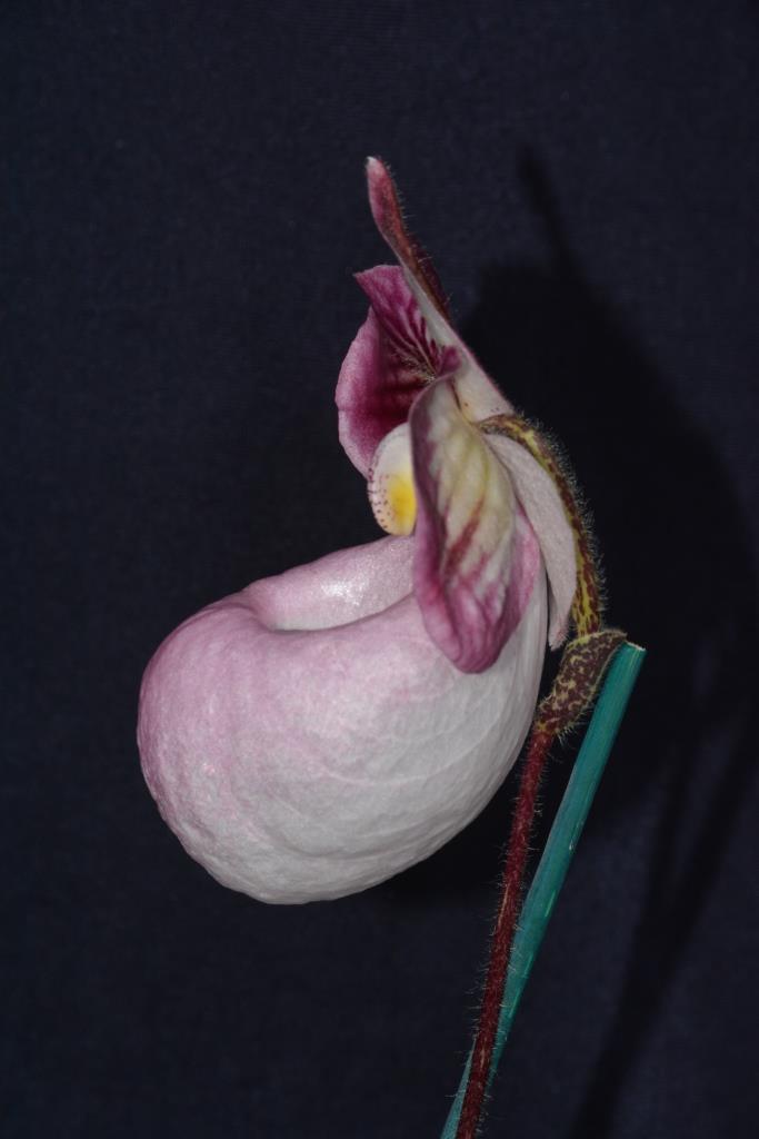 Paphiopedilum micranthum - photo 2