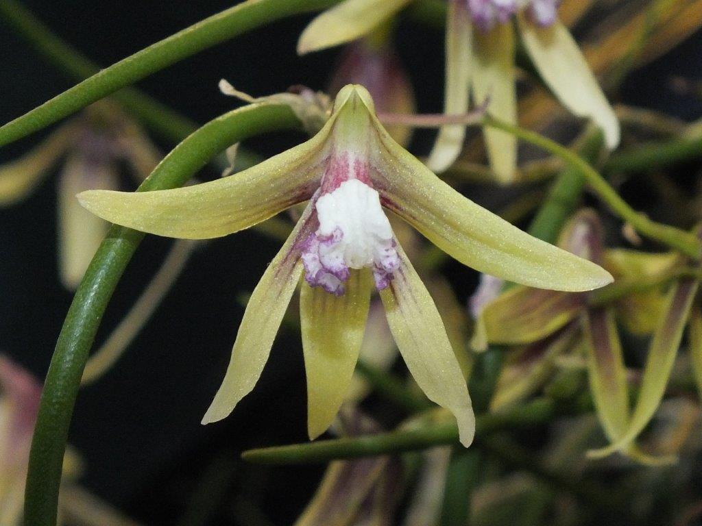Dendrobium Stephen