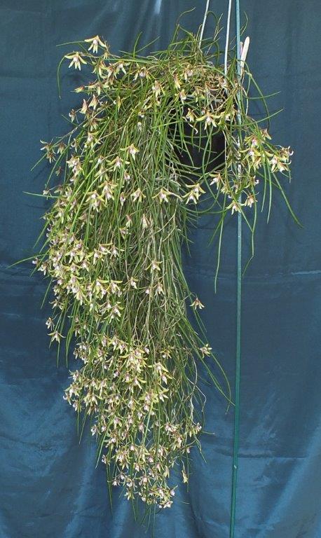 Dendrobium Stephen - photo 2